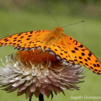 Argynnis hyperbius Linnaeus, 1763